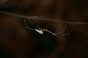 Leucage_granulata_D5564_Z_90_Wellington Point Esplanada_Australie